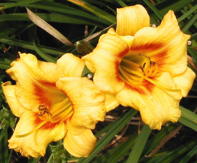 Photo of SWEET SENECA KISSES